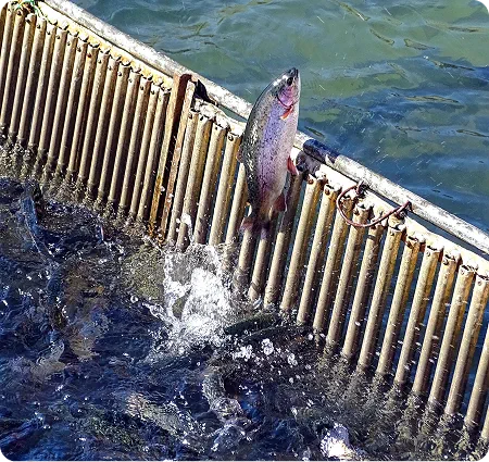 Fishwell image